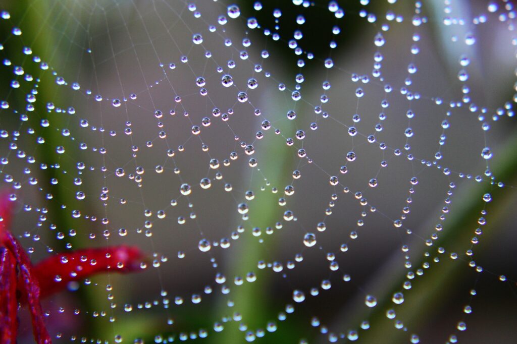 Een spinnenweb met dauwdruppels als symbool voor de verbonden draden in je levensloop bij Tot hier en verder.