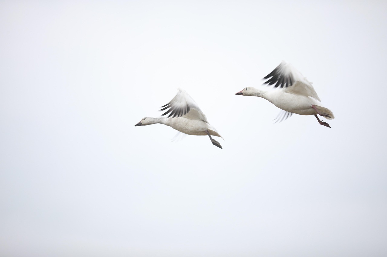 fly, canada goose, affection, always, fly, fly, canada goose, canada goose, canada goose, canada goose, canada goose, always, always, always